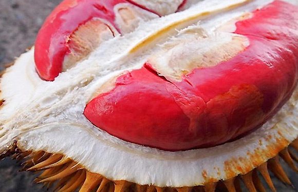 Durian Merah Banyuwangi, Rasanya Unik!