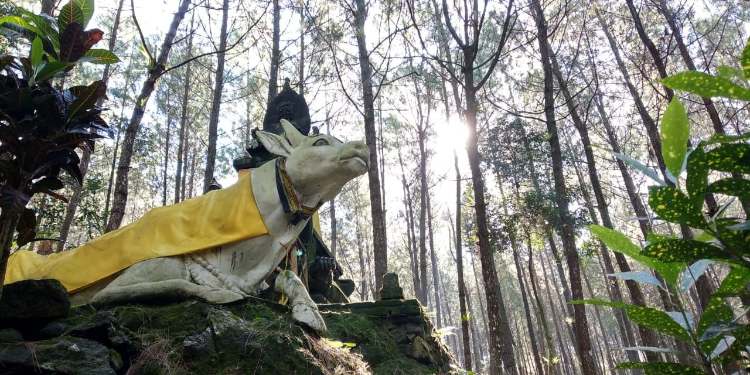 pemandangan-hutan-pinus-yang-asri