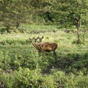 Baluran