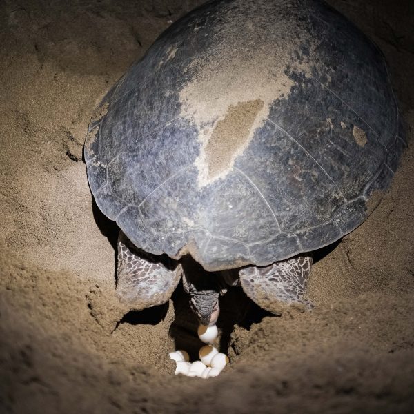 2 Hari 1 Malam Discover Banyuwangi (iv)