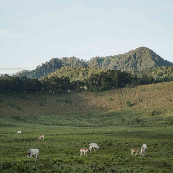 Kawah Wurung