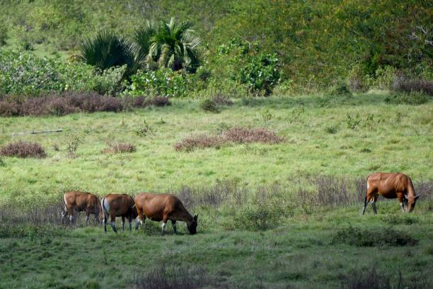 daya-tarik-padang-savana-sadengan-banyuwangi