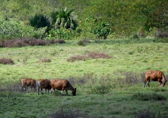 6 Daya Tarik Padang Savana Sadengan Banyuwangi, Yuk Catat!