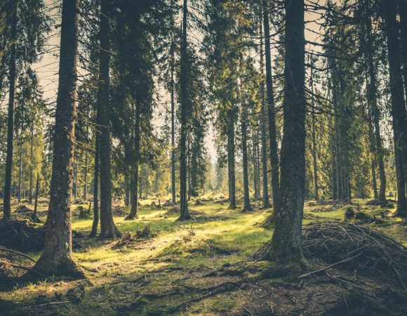 Mengapa Taman Nasional Alas Purwo Dijuluki Hutan Mistis? Ini Faktanya