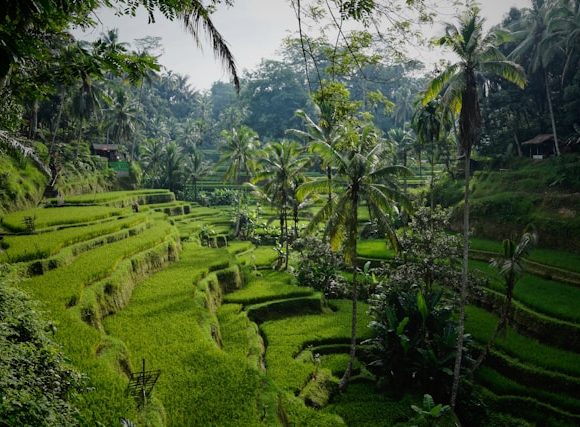 Dari Banyuwangi ke Bali Berapa Jam? Ini Opsi Transportasinya