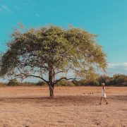 Wisata Baluran Tutup saat Lebaran 2025, Cari Tahu Alasannya!