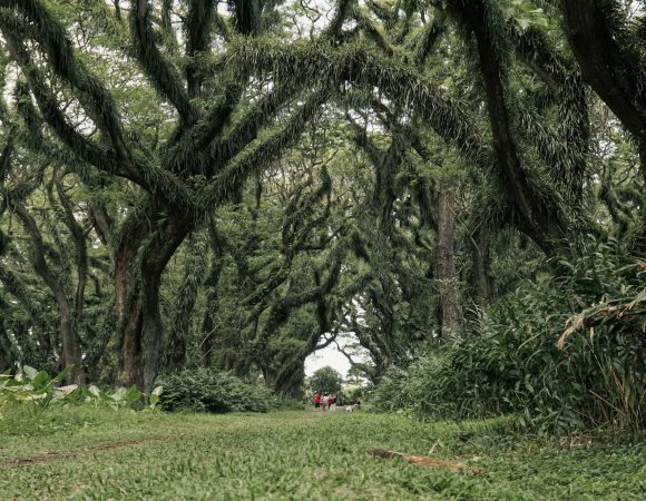 1 Hari Discover De Djawatan & Green Island
