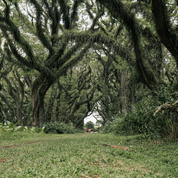 1 Hari Discover De Djawatan & Green Island